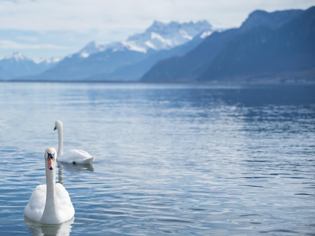 Cisnes blancos en el lago Ginebra en Vevey Suiza