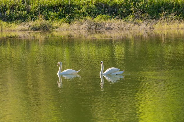 Cisnes blancos en lago verde