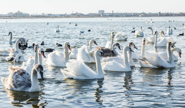 Cisnes blancos en el lago