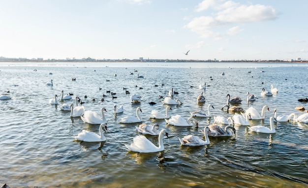 Cisnes blancos en el lago