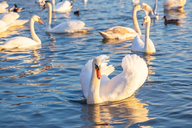 Cisnes blancos y muchas gaviotas nadan en el río Cracovia