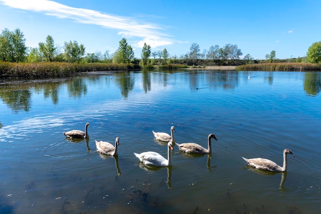 Los cisnes blancos nadan en el lago.