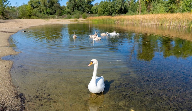 Los cisnes blancos nadan en el lago.