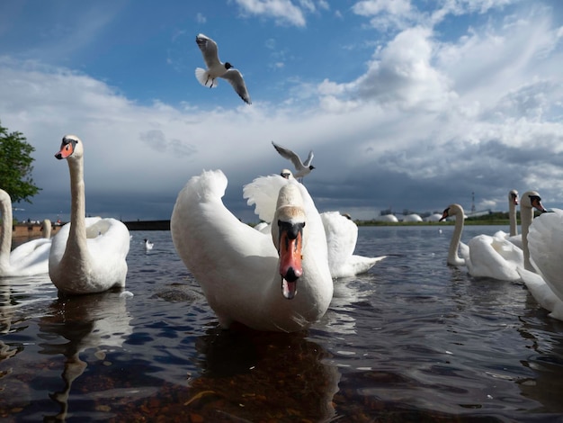 Cisnes blancos en la orilla del río en la ciudad