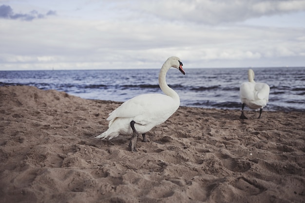 cisnes blancos en una playa de arena