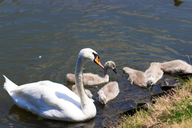 Cisnes blancos con pollitos en el lago Bebé cisne cisne joven cygnet con su madre