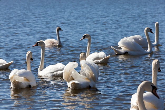 Cisnes blancos