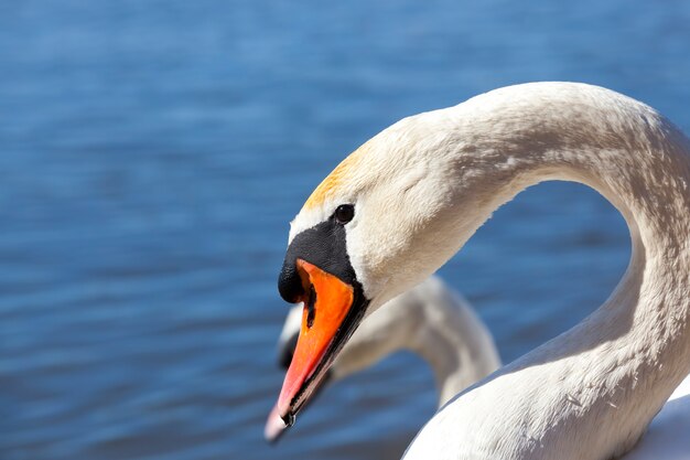 Cisnes blancos