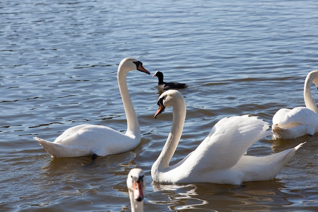 Cisnes blancos