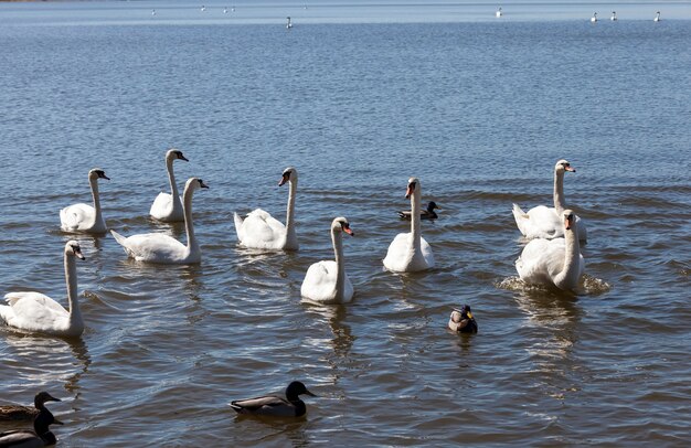 Cisnes blancos