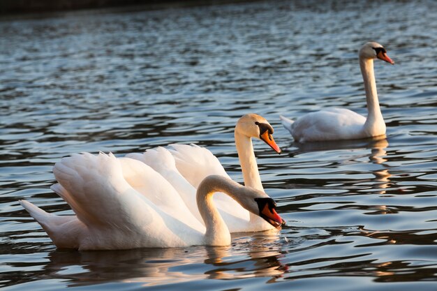 Cisnes blancos