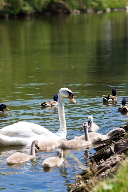 Cisnes brancos com filhotes no lago bebê cisne jovem cisne cygnet com sua mãe