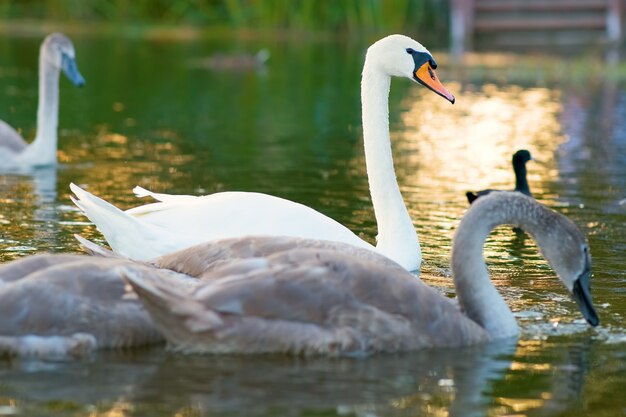 Cisnes brancos e cinzentos nadando nas águas do lago no verão.