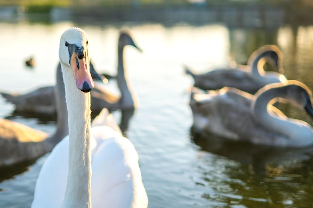 Cisnes brancos e cinzentos nadando nas águas do lago no verão.