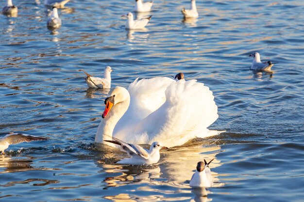 Cisnes brancos e muitas gaivotas nadam no rio cracóvia