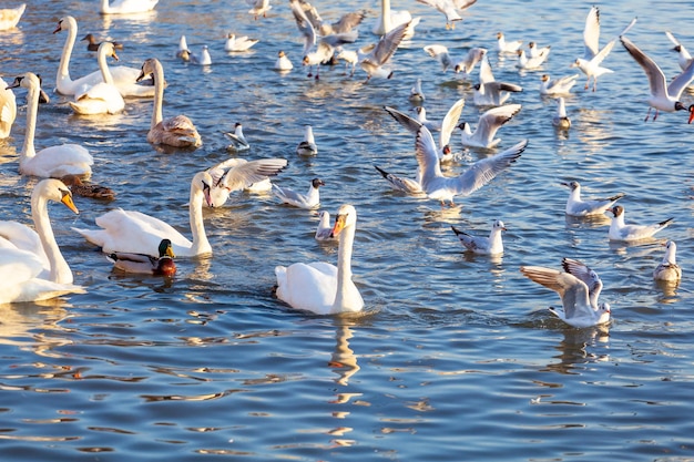 Cisnes brancos e muitas gaivotas nadam no rio Cracóvia