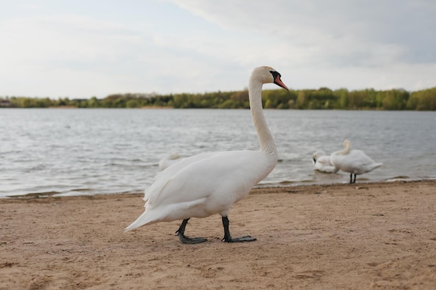 Cisnes brancos graciosos no lago Cena de vida selvagem de cisnes mudos