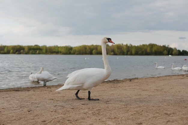 Cisnes brancos graciosos no lago Cena de vida selvagem de cisnes mudos