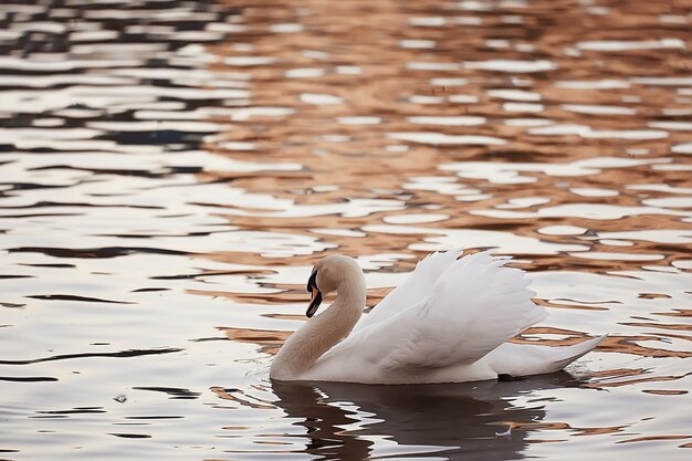 cisnes brancos na água / belos pássaros selvagens, cisnes na natureza