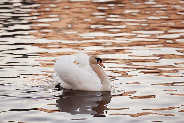 cisnes brancos na água / belos pássaros selvagens, cisnes na natureza
