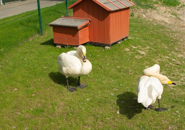 Cisnes brancos na grama