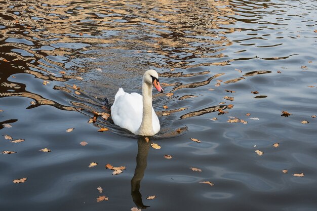 Cisnes brancos nadam no lago no parque de outono