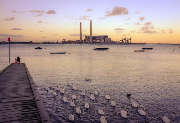 Cisnes brancos nadando pelo cais no rio Tâmisa contra a fábrica durante o pôr do sol