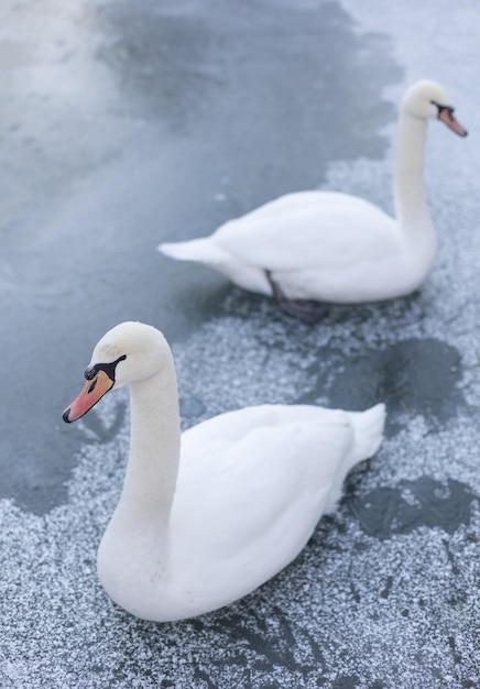 Cisnes brancos no gelo no inverno Foco suave