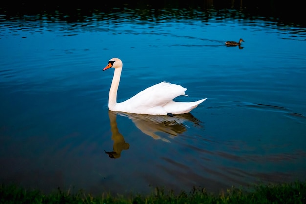 Cisnes brancos no lago com fundo azul escuro no pôr do sol