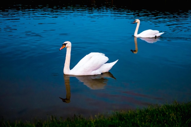 Cisnes brancos no lago com fundo azul escuro no pôr do sol