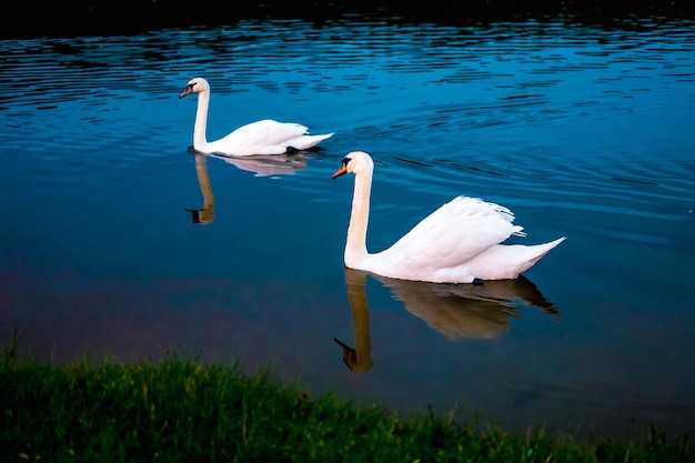 Cisnes brancos no lago com fundo azul escuro no pôr do sol