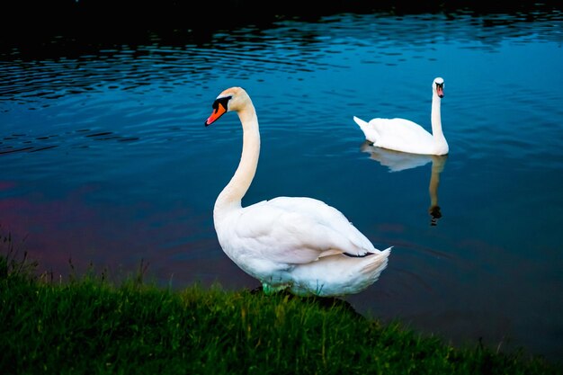 Cisnes brancos no lago com fundo azul escuro no pôr do sol