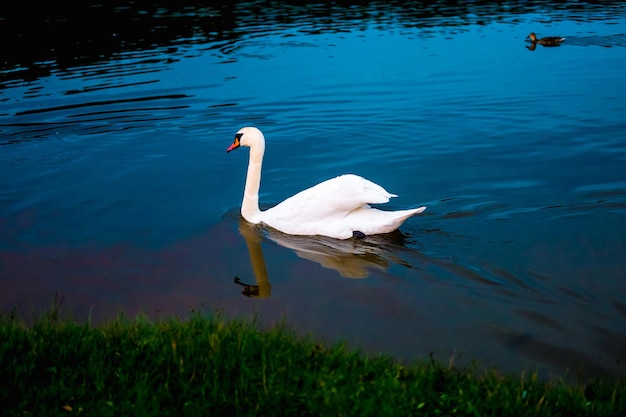 Cisnes brancos no lago com fundo azul escuro no pôr do sol