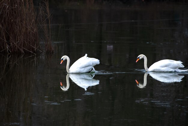 Cisnes brancos no lago congelado ao pôr do sol