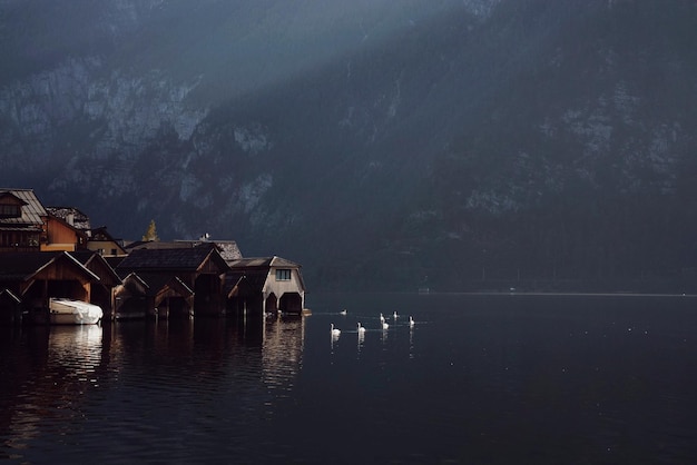 Cisnes brancos no lago contra a montanha escura na Áustria
