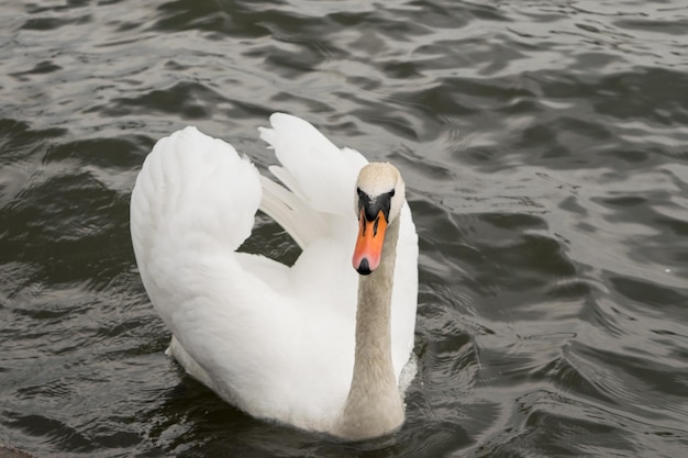 Cisnes brancos no lago em um dia chuvoso