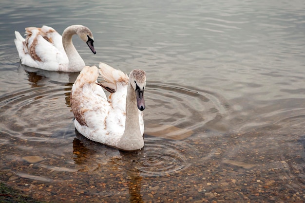 Cisnes brancos no lago perto da cidade de Goryachy Klyuch