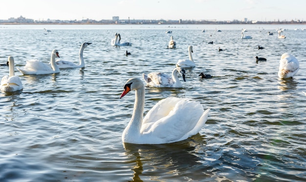 Cisnes brancos no lago