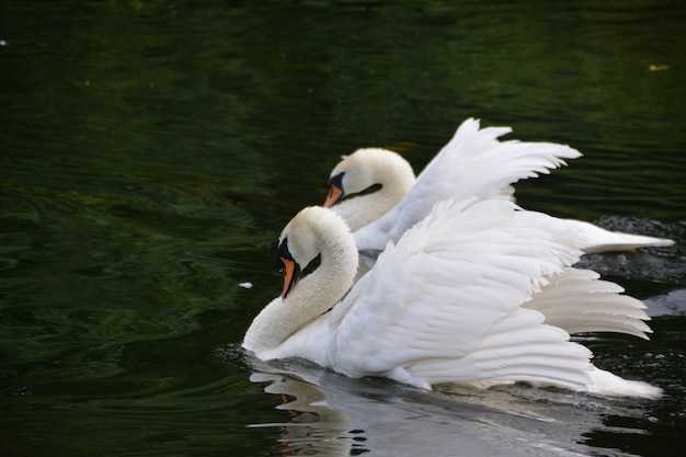 Cisnes brancos no parque de st. james.