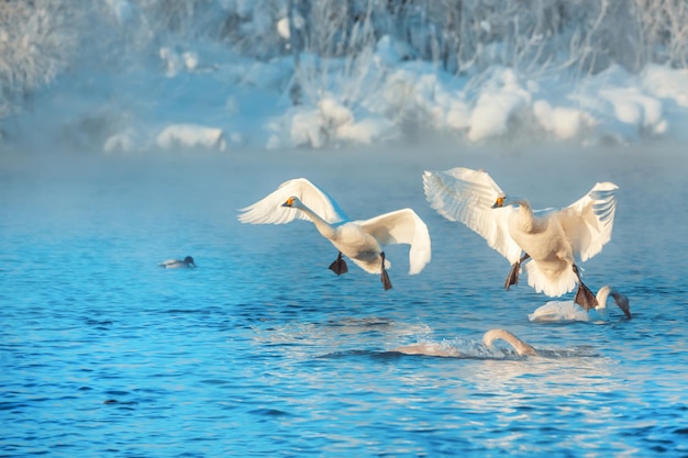 Cisnes brancos voando sobre o lago de inverno não congelante. Altai, Rússia.