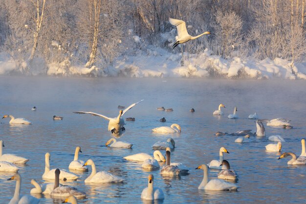 Cisnes brancos voando sobre o lago de inverno não congelante. altai, rússia.