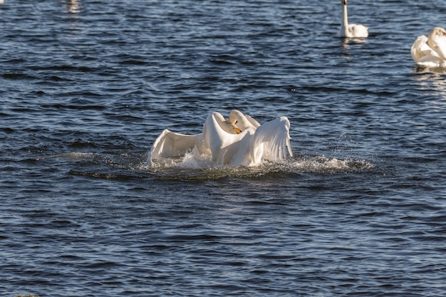 Cisnes-bravos, Cygnus cygnus, lutando nas águas de Hananger em Lista, Noruega