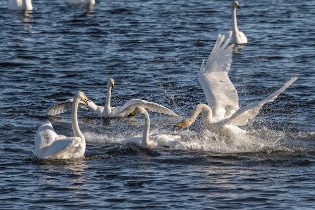 Cisnes-bravos, Cygnus cygnus, lutando nas águas de Hananger em Lista, Noruega