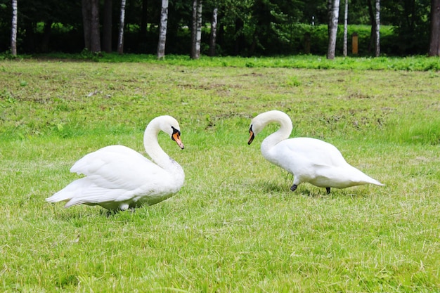 Foto los cisnes en el campo