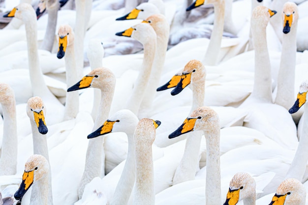 Cisnes cantores blancos nadando en el lago invernal que no congela. Altai, Rusia.