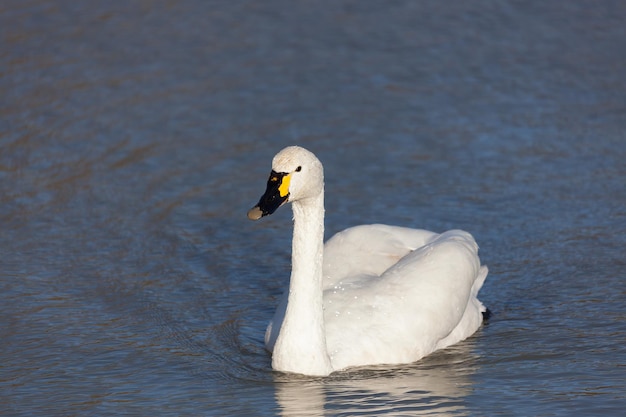 Cisnes cantores (Cygnus cygnus) nadando a través de un lago