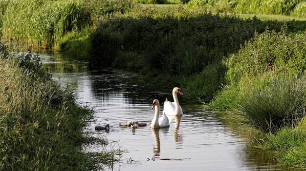 Foto cisnes y cisnes nadando en el río