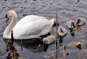 Foto cisnes y cisnes en ulverston, reino unido