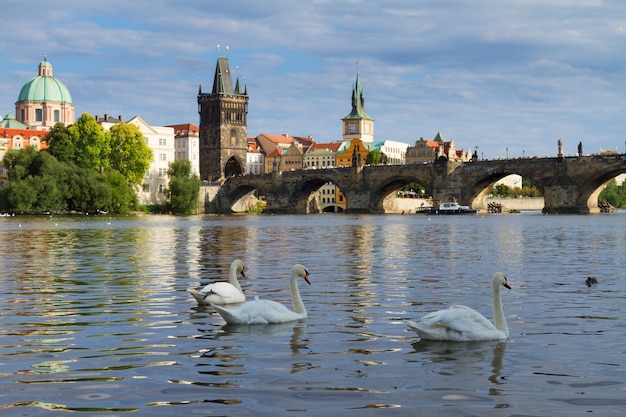 Cisnes com fundo da ponte Carlos sobre o rio Vltava, em Praga, República da Chech