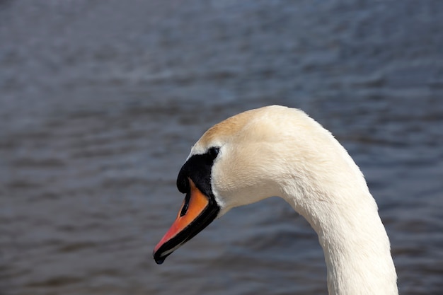 Cisnes comuns com plumagem branca, cisnes brancos na primavera no lago, aves aquáticas no lago durante a primavera ou verão